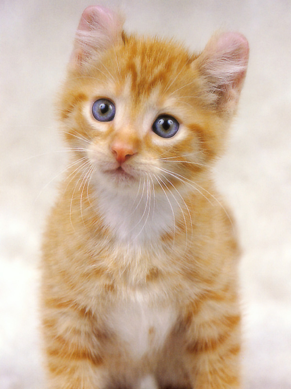 Gatti (327)